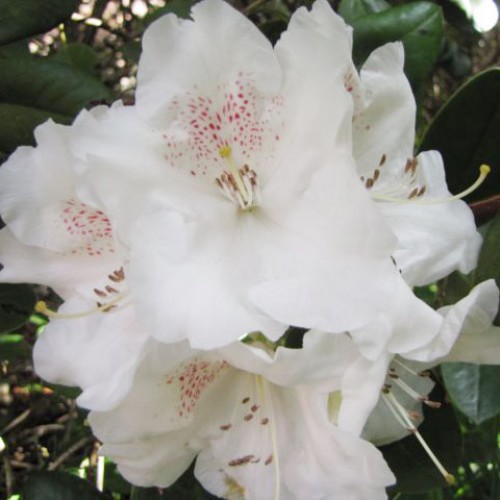 Rhododendron Cupcake - Yakushimanum Low Growing | ScotPlants Direct
